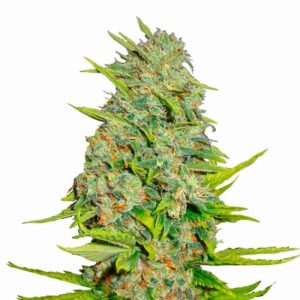 Quality without compromise makes AK–47 seeds suitable for commercial or home-grows. For a mostly Sativa cross these plants have a short flowering period, producing compact buds with few leaves that gleam with a coat of resin crystals. AK-47 is a Sativa-dominate hybrid with bright white coloring. Despite its violent name, the strain imparts a very mellow feeling and can even leave one stuck in a state of “couch lock”. It also leads to increased creativity. For the most part, however, AK-47 will leave you feeling uplifted, peaceful and euphoric. Many people enjoy using it while listening to music. Outside of dry mouth and eyes, the strain can also cause users to feel paranoid and sometimes dizzy. Some users also experience minor headaches. Many users take advantage of the strain’s relaxing effect to relieve stress and anxiety. Others use it to take the edge off their chronic pains and aches. Insomniacs take 1-3 hits approximately an hour before bedtime to induce relaxation. They report an increase in the number of restful nights following this routine. Those suffering from bipolar disorder, depression and other mood disorders use this strain to help relax and regulate their mood. The strain is also used to increase appetite as well as ease nausea and vomiting. AK-47 is a strain with a strong lineage that may have begun in the post-war 1970s as the Thai and Afghanistan cross. However, AK-47 seeds itself did not come into existence until 1992. The strain underwent a rework in 1999 so that plants could produce uniform seeds.